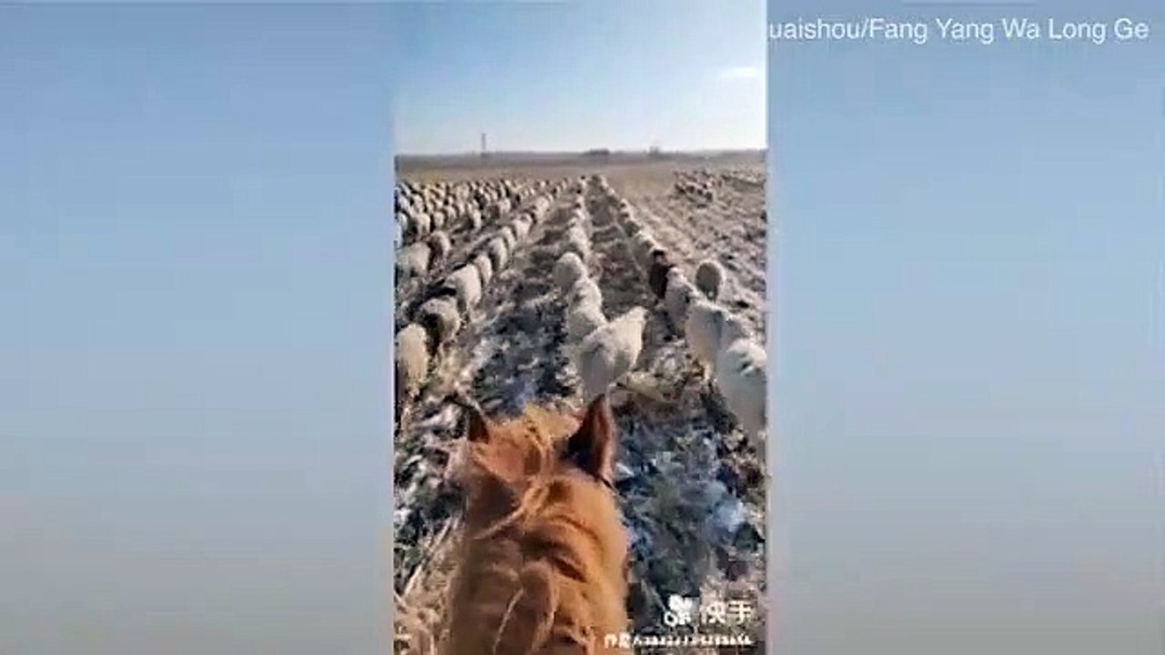 Çoban, 400'den fazla koyununa askeri düzende yürümeyi öğretti...