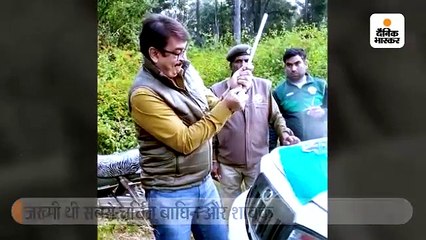 जख्मी थी सबसे चर्चित बाघिन और शावक; पेंच नेशनल पार्क की टीम ने बिना रेस्क्यू किया इलाज