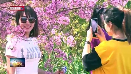 Mai Anh Đào nhuộm hồng phố núi Đà Lạt