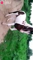 Horse horse dance with music