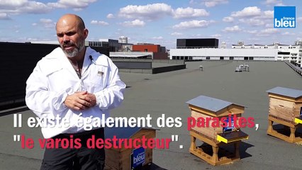 Le_BZZZ_de_la_semaine_30 - Les abeilles peuvent-elles tomber malade?