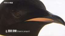 [HOT] Antarctic owner Penguin,MBC 다큐스페셜 20200102