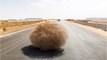 Tumbleweeds Blocked A Washington Highway, Trapping Motorists In Their Cars