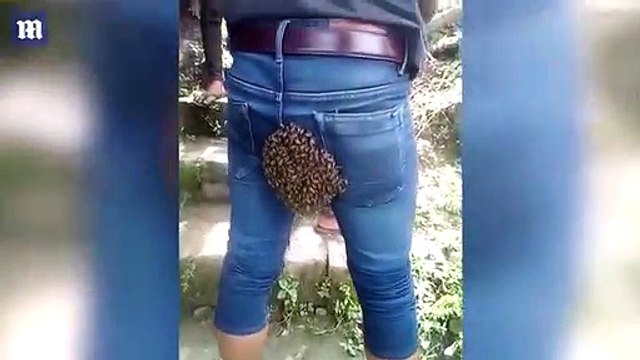 Un enjambre de abejas invaden los cuartos traseros de un joven al confundirlo con su colmena