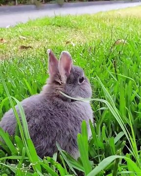 Funny and Cute Bunny Rabbit Videos Compilation 2020 - Cute Bunny Rabbit Latest Videos Compilation 2020