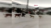 Kış uykusu öncesi yemek arayan boz ayının köpeklerle mücadelesi