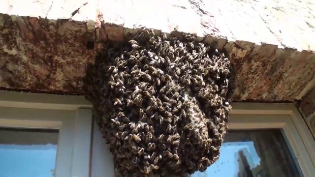Il découvre un essaim d'abeilles installé à sa fenêtre