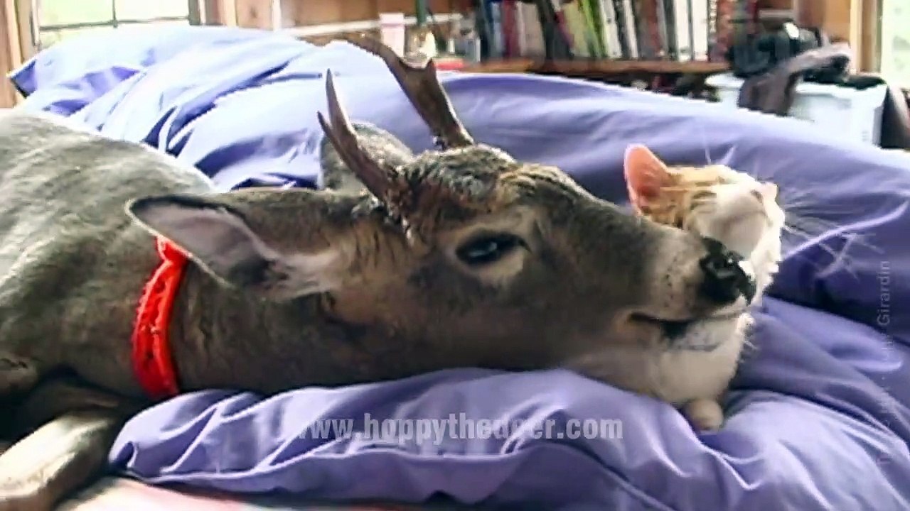 Amitié incroyable entre une biche et un chat