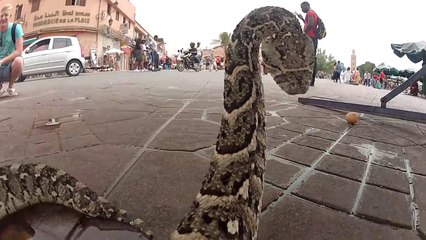 Il filme des cobras au plus près avec sa GoPro
