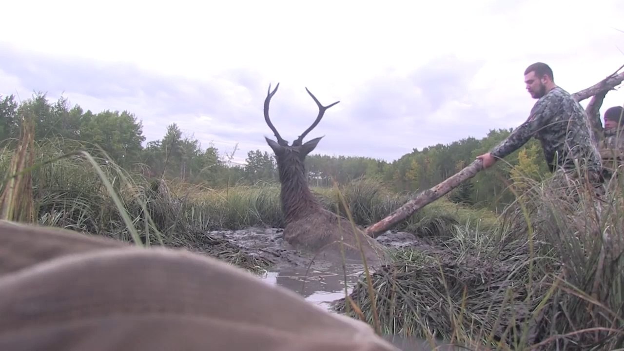 Intervention compliquée pour sauver un cerf piégé dans la boue
