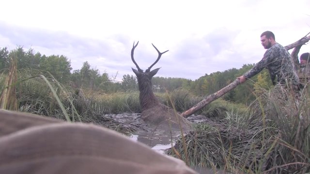 Intervention compliquée pour sauver un cerf piégé dans la boue