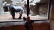 Ce bébé gorille joue avec un enfant à travers la vitre du zoo et c'est trop mignon