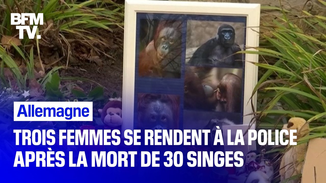 Trois femmes se rendent à la police après l'incendie qui a tué 30 singes en Allemagne