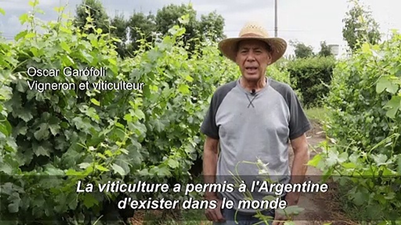 Au pied des Andes, des viticulteurs refusent le cyanure dans les mines