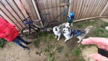 These Huskies Have Strong Feelings