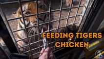 Feeding Siberian Tigers Chicken | Whoa! That's Weird