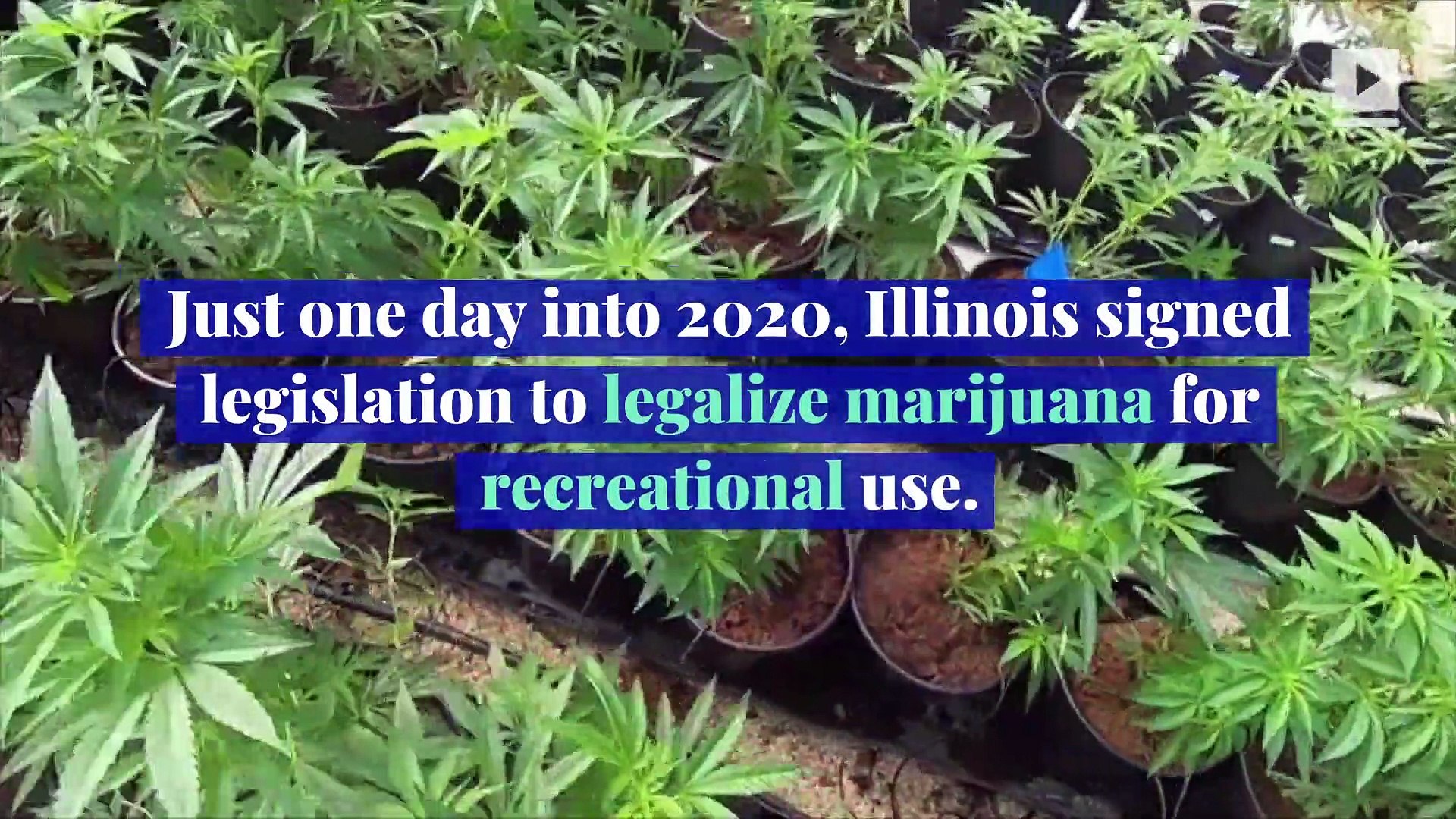 ⁣Illinois Legalizes Marijuana