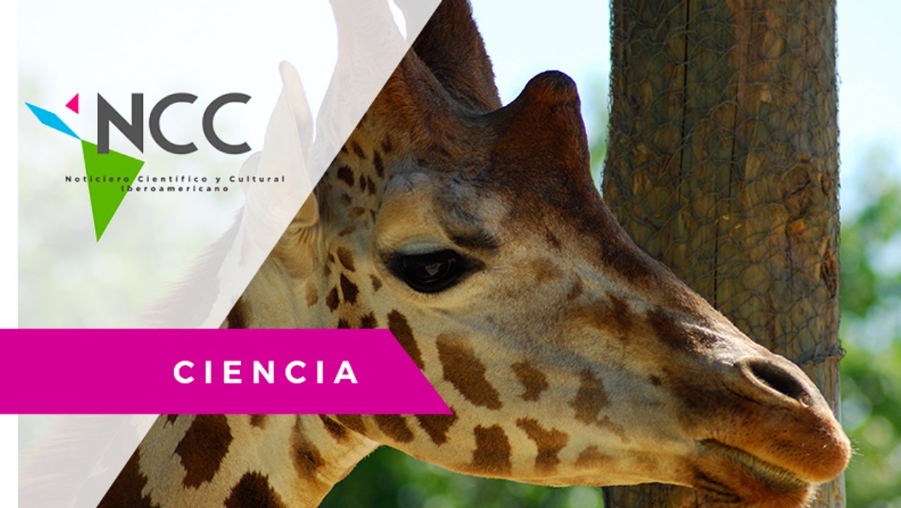 Las jirafas entran en la lista de animales en peligro de extinción