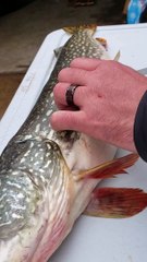 Northern Pike Packs a Weird Surprise