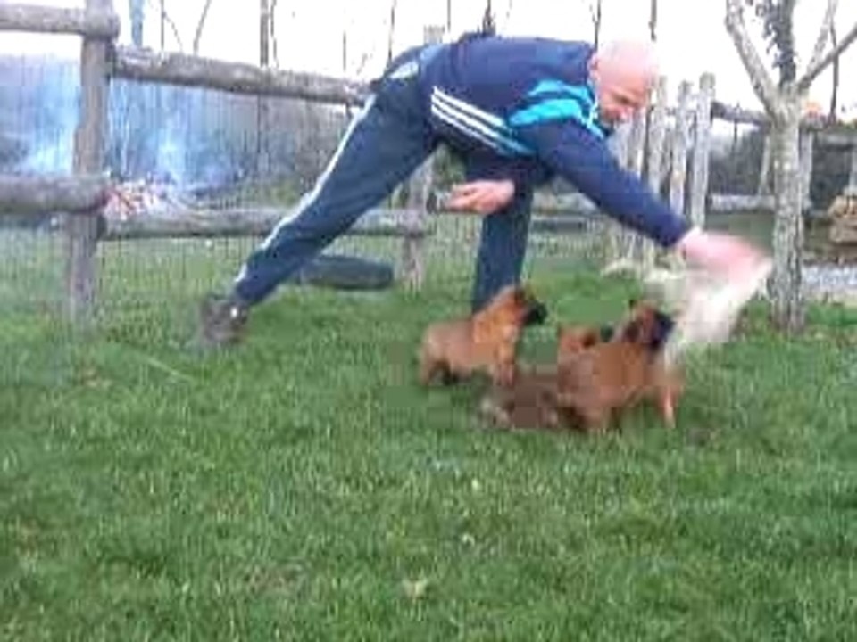 chiots malinois 5 semaines