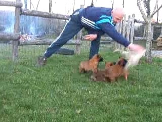 chiots malinois 5 semaines