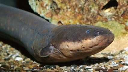 Anguila Eléctrica vs Tiburón, Cocodrilo y Pulpo