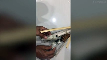 Una abuela se quedó impactada al encontrar un reptil en el interior de su postre