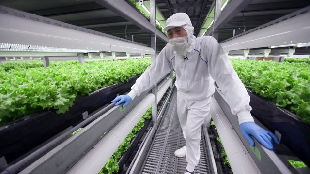 Japón crea “fábricas de verduras” para sustituir la agricultura en el campo