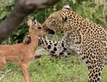 Impala recién nacido casi 'convence' al leopardo de que es su cría