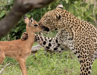 Impala recién nacido casi 'convence' al leopardo de que es su cría