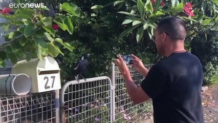 Tökéletesen utánozza a szirénákat egy ausztrál szarka