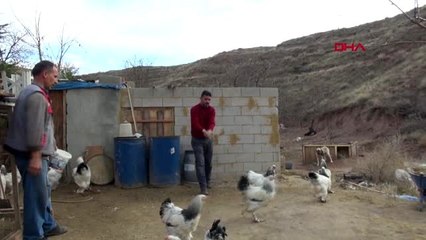 Aksaray hobi olarak başladığı süs tavuklarını ihraç ediyor