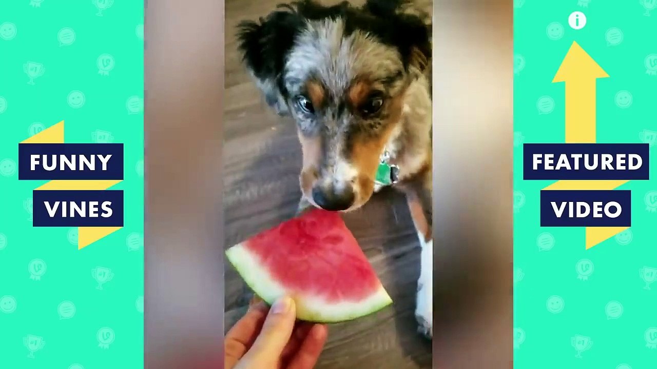 TRY NOT TO LAUGH - New Year, New Funny Animals