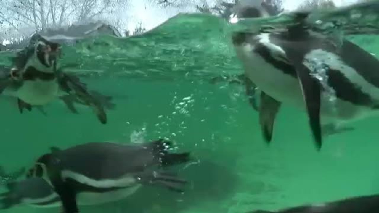 El zoológico de Londres estrena este 2020 con su recuento anual de animales