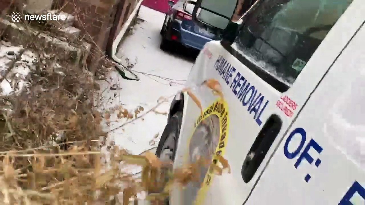 Family of 11 raccoons are not interested in leaving this Canadian porch