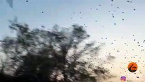 Epic Swarm of 100,000  Birds Dance in the Sky
