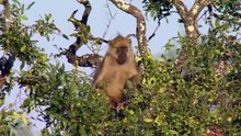 Valley Of The Golden Baboons (Primate nature Documentary)