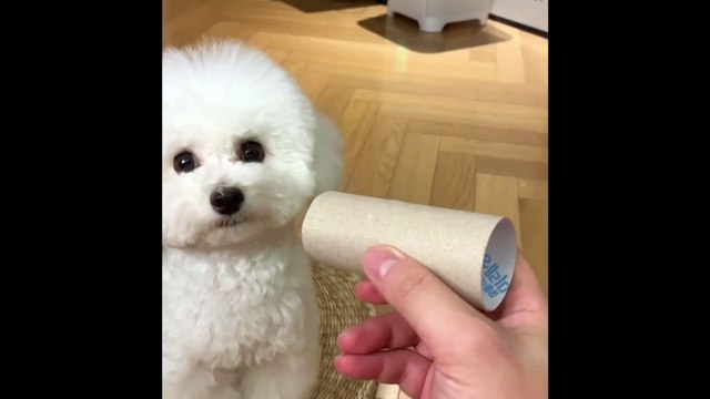 Ce chiot à un réflexe adorable qui va vous faire fondre