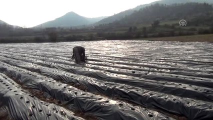 İslahiye'de üreticilere 100 bin çilek fidesi desteği - GAZİANTEP