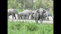 Jaldapara wild Life sanctuary --Dooars -West Bengal