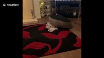Three-month-old puppy thinks he’s a high tech robot hoover
