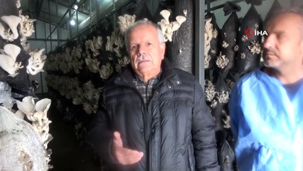 Arkadaşının tavsiyesi ile mantar tesisi kurdu