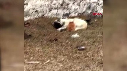 Kars kedi ile köpeğin örnek dostluğu