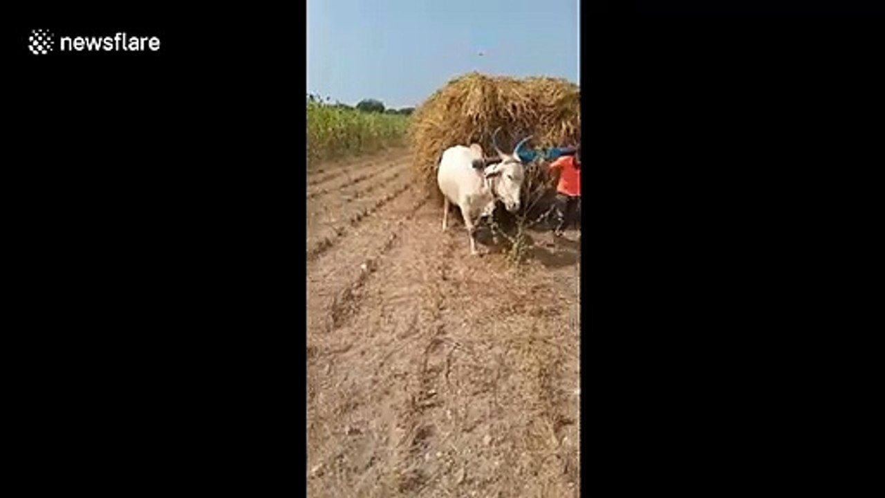 Indian farmer forced to pull hay-filled cart home after his ox falls sick