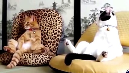 смешные приколы с животными