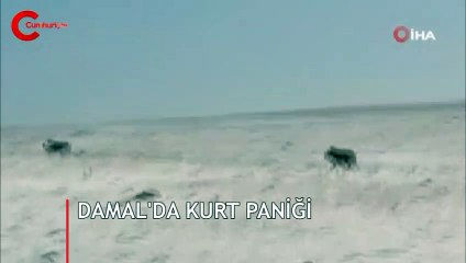 Cep telefonuyla görüntülendi! Köy halkı büyük panik yaşadı