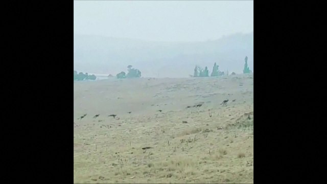 Incendies en Australie : ces kangourous fuient les feux de brousse