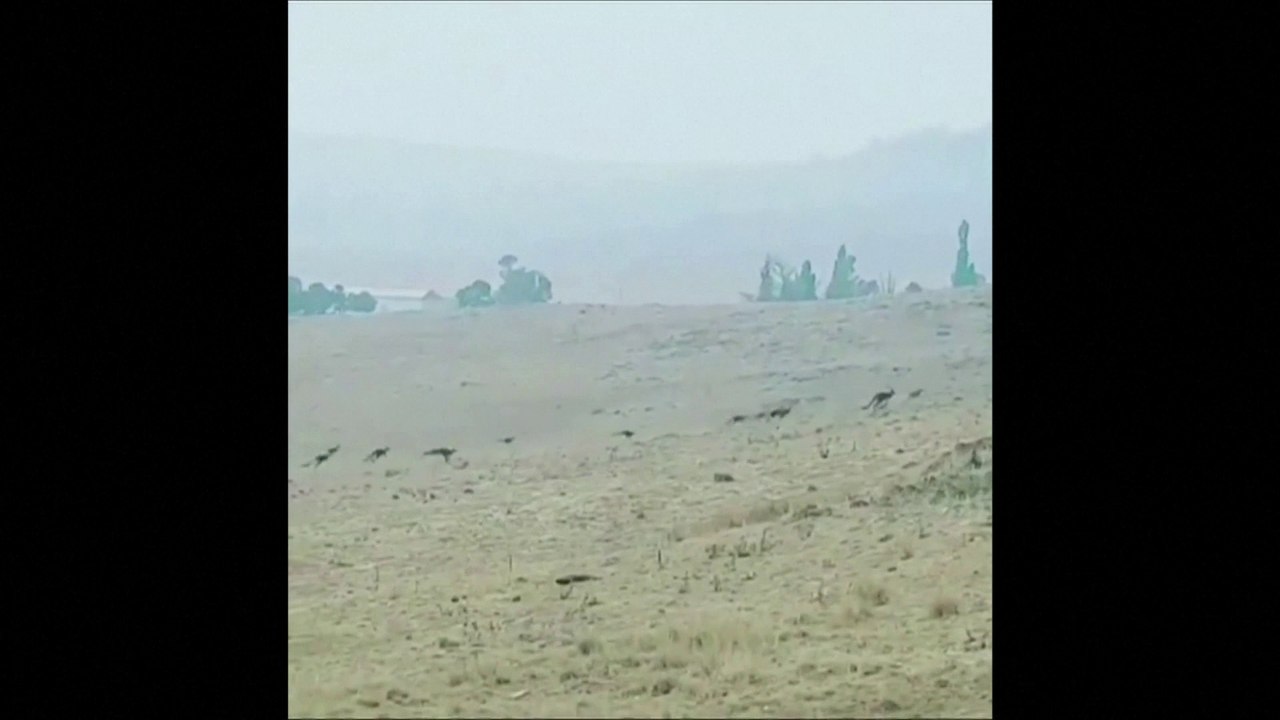 Incendies en Australie : ces kangourous fuient les feux de brousse