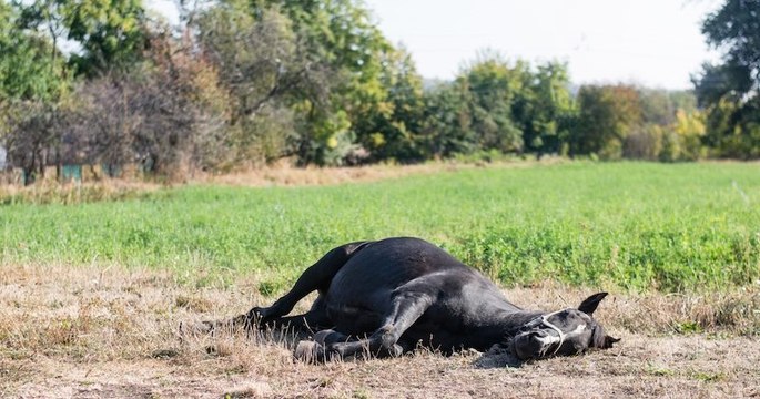 Vivie, une jument de 26 ans meurt par crise cardiaque à la suite des feux d'artifice de la nuit du réveillon en Belgique