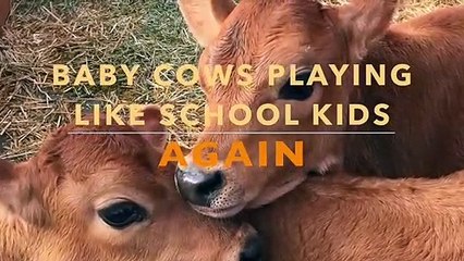 BABY COWS PLAYING LIKE SCHOOL KIDS AGAIN